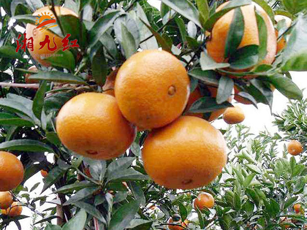 石门柑橘多少钱一斤_红美人柑橘苗相关-湖南湘九红农业科技有限公司