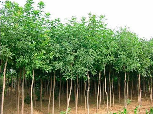 河北白蜡_提供树木盆景批发-滨州永信园林有限公司
