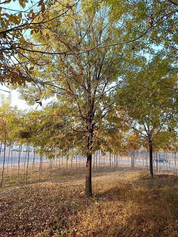 白蜡杆多少钱一根_哪里有树木盆景批发-滨州永信园林有限公司