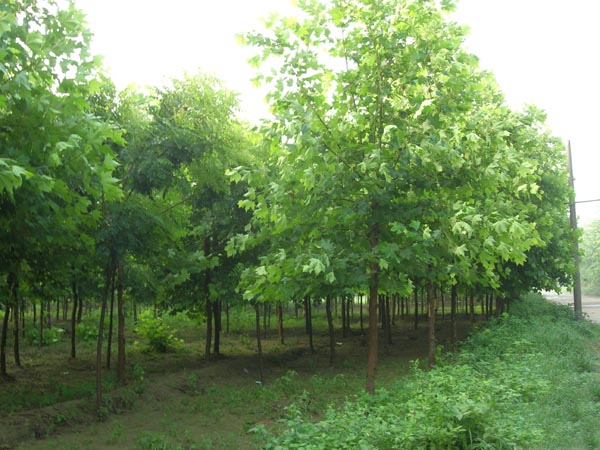 天津提供白蜡价格_哪里有树木盆景多少钱-滨州永信园林有限公司