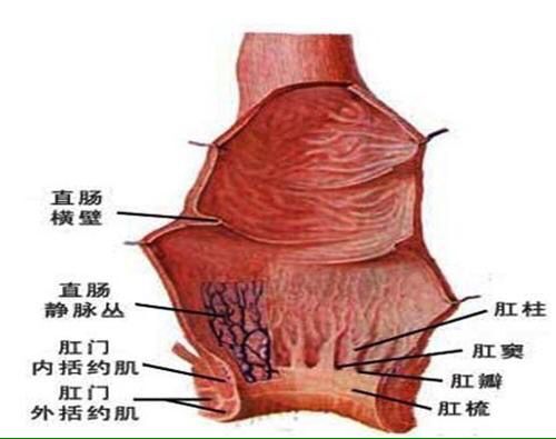 大便肛门出血是怎么回事_治痔疮的方法相关-营口惠民百姓医院而肛管浅