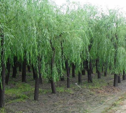 吉林求购柳树多少钱一棵_种植-滨州永信园林有限公司