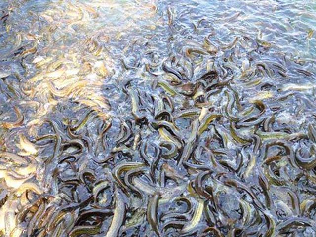 野生泥鳅怎么养_ 哪里有泥鳅养殖相关-永州市零陵区益众种养专业合作社