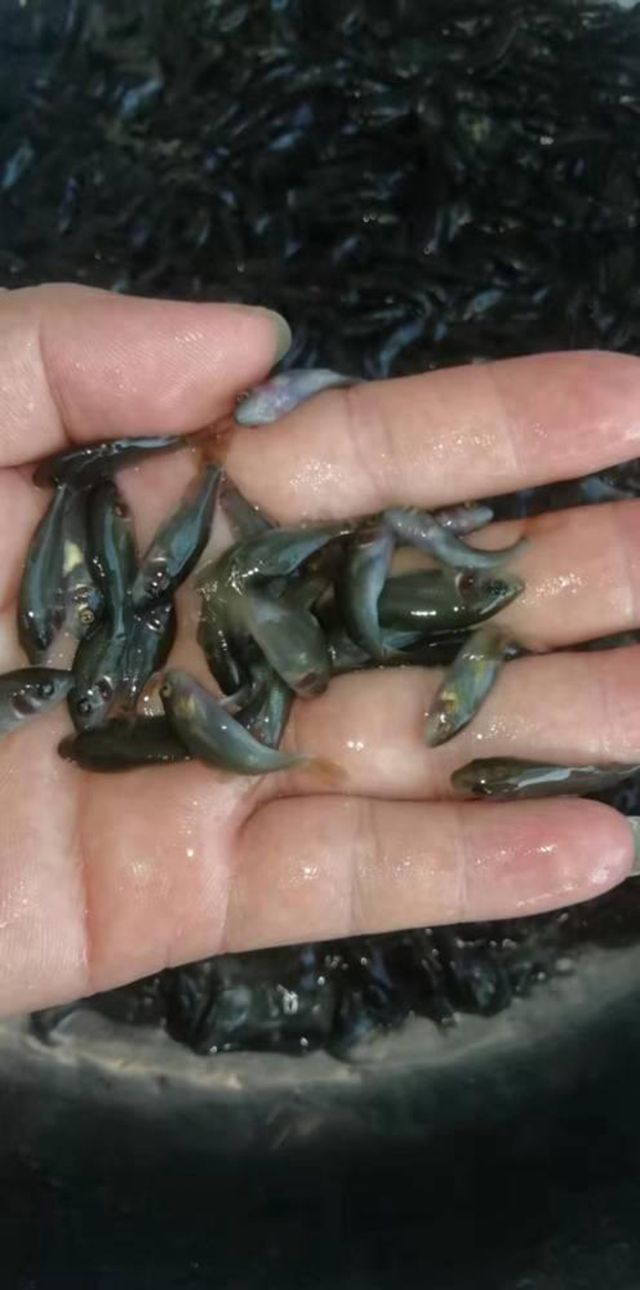 成品黄泥鳅价格_成品泥鳅供应相关-永州市零陵区益众种养专业合作社