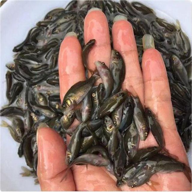 养泥鳅种苗_广西特种养殖动物-永州市零陵区益众种养专业合作社