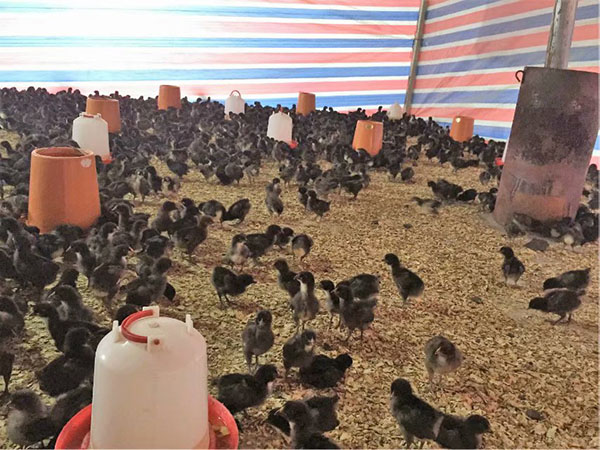 提供贵州土鸡苗多少钱_专业鸡价格-贵州富民兴隆养殖有限公司