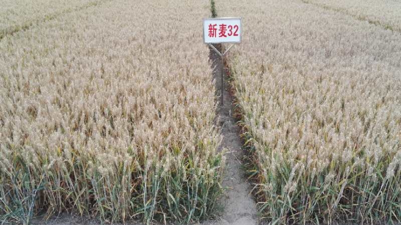 西安抗倒小麦种子厂家-河南省丰登种业有限公司