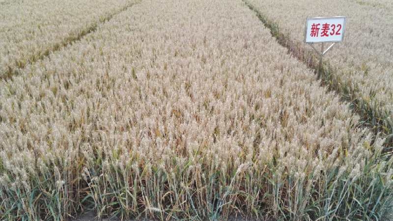 矮抗新麦32种植基地-河南省丰登种业有限公司