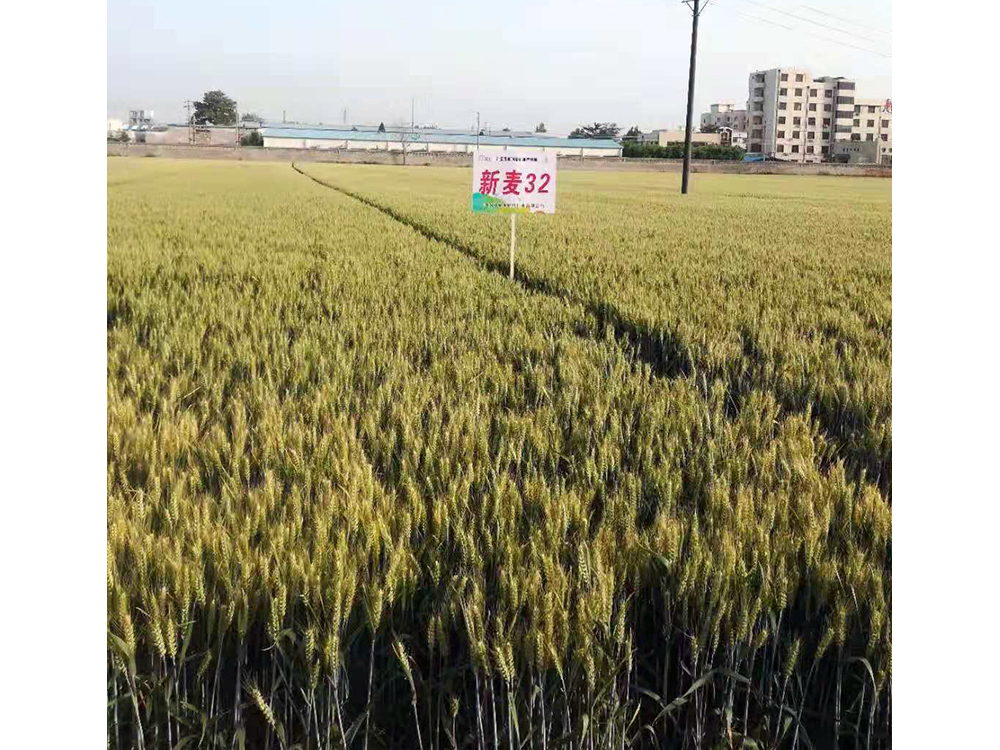 抗倒新麦32选育-河南省丰登种业有限公司