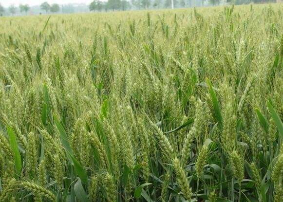 河南穗大新麦32种植基地-河南省丰登种业有限公司