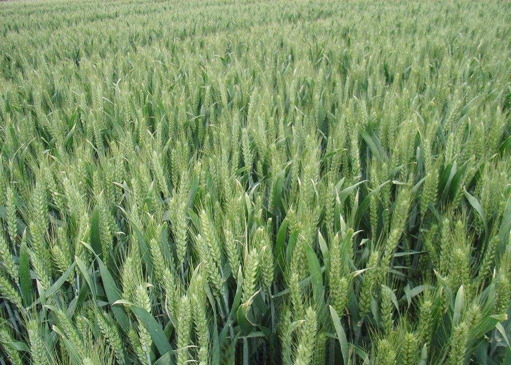 安徽高产新麦繁育-河南省丰登种业有限公司