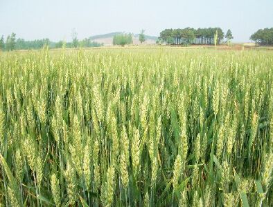 河南抗旱新麦养殖-河南省丰登种业有限公司