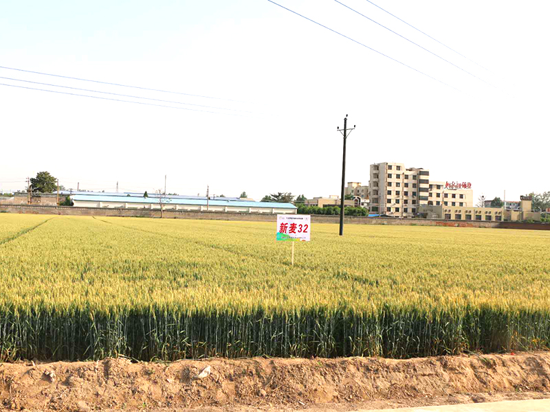 江苏矮抗58母本小麦培育技术-河南省丰登种业有限公司