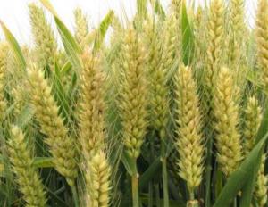 高产小麦繁育基地-河南省丰登种业有限公司
