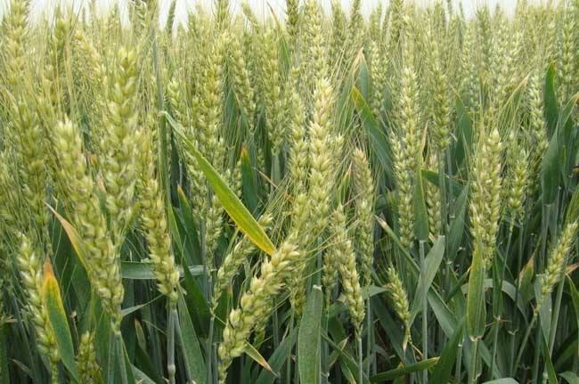 高产小麦繁育基地-河南省丰登种业有限公司