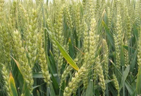 河南抗病山农小麦繁育-河南省丰登种业有限公司
