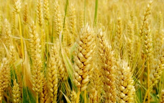 矮抗山农小麦籽粒-河南省丰登种业有限公司