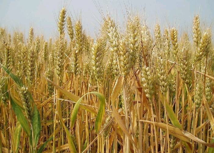 穗大山农小麦多少钱-河南省丰登种业有限公司