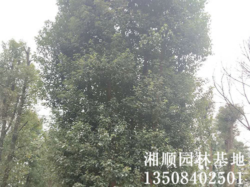 丛生移栽香樟树多少钱一棵_种苗-益阳市资阳区湘顺园林基地