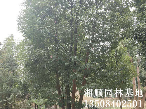 一棵香樟树苗多少钱_单杆-益阳市资阳区湘顺园林基地