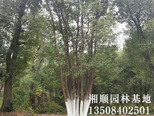 丛生全冠移植香樟树多少钱一棵_优质-益阳市资阳区湘顺园林基地