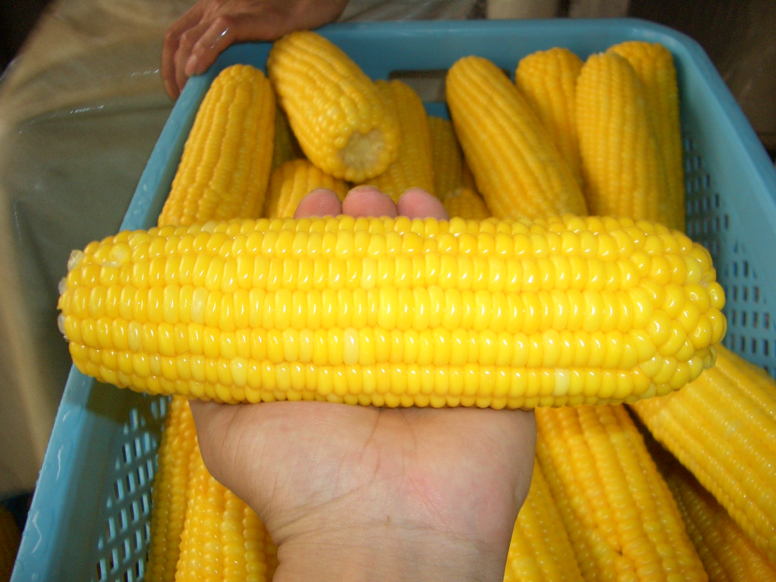 非转基因玉米报价_玉米类相关-福建金棒棒食品有限公司