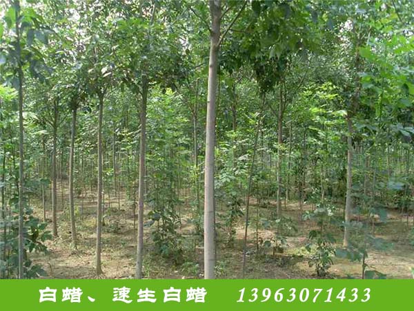 吉林速生柳树多少钱一棵_速生种植-滨州永信园林有限公司