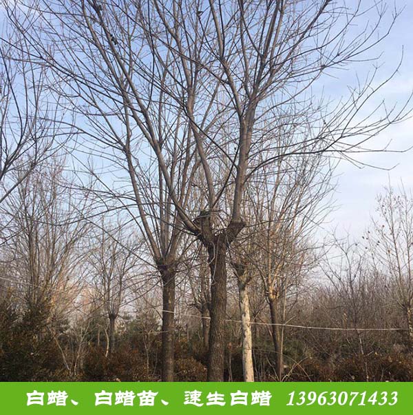 新疆求购柳树种植_苗价格-滨州永信园林有限公司