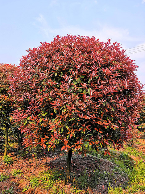 红叶石楠常见的4个品种介绍_专业-怀化市美景园林开发有限公司