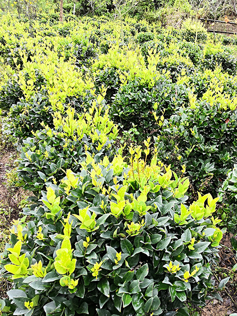 绿化树苗单价_常见销售-怀化市美景园林开发有限公司