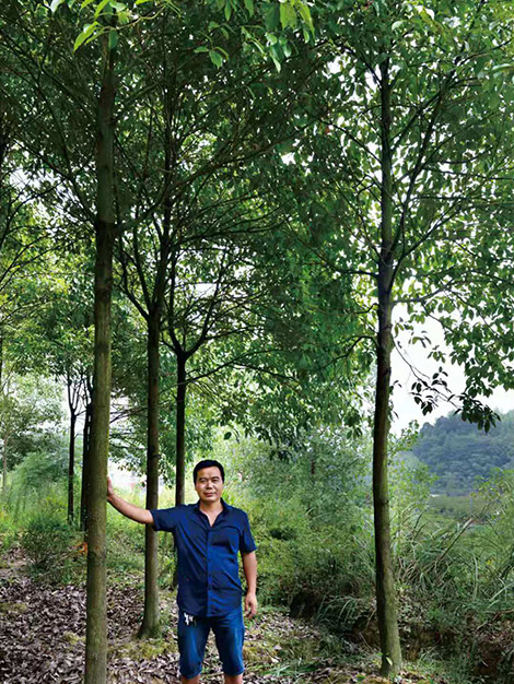 湖南樟树价格_常见采购-怀化市美景园林开发有限公司