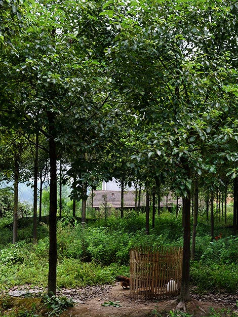 高杆红叶石楠小苗-怀化市美景园林开发有限公司