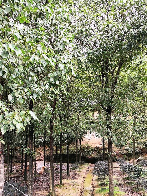 植物园林景观设计_景观苗木供应商相关-怀化市美景园林开发有限公司
