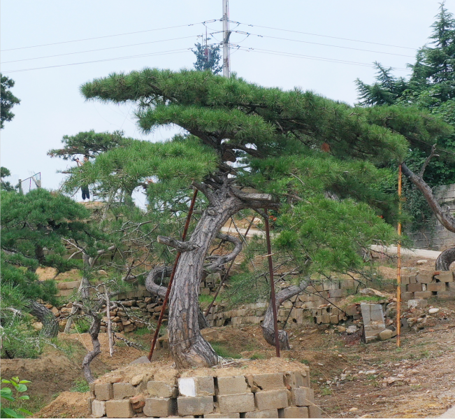 高品质泰安造型松基地_造型松出售相关-泰安市鼎晟园林绿化工程有限公司