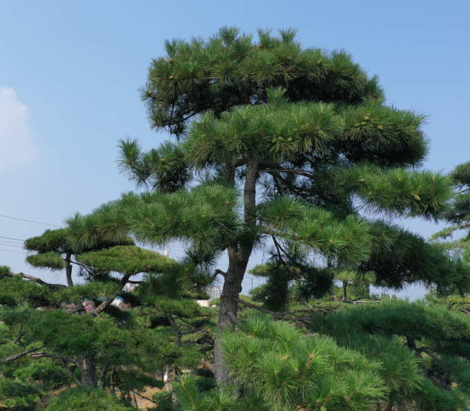 泰安造型黑松种植_树木盆景销售-泰安市鼎晟园林绿化工程有限公司