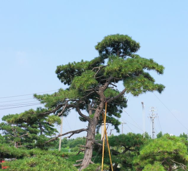 我们推荐泰山造型油松_油松相关-泰安市鼎晟园林绿化工程有限公司