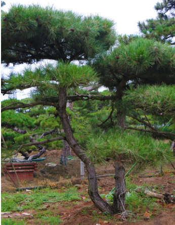 莱芜公园用造型松多少钱一棵_贴心服务树木盆景-泰安市鼎晟园林绿化工程有限公司