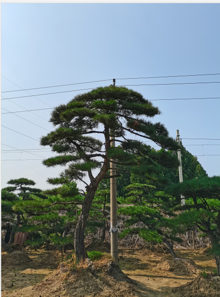 泰安公园用大型景松销售电话_优选树木盆景-泰安市鼎晟园林绿化工程有限公司