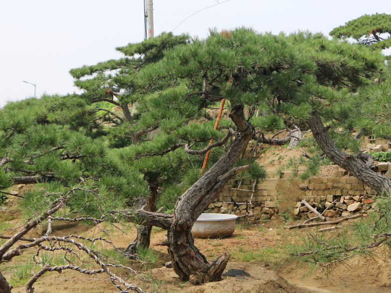 莱芜公园用平顶松销售_树木盆景批发-泰安市鼎晟园林绿化工程有限公司