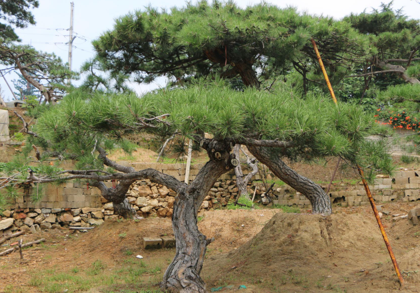 莱芜公园用大型景观松种植-泰安市鼎晟园林绿化工程有限公司