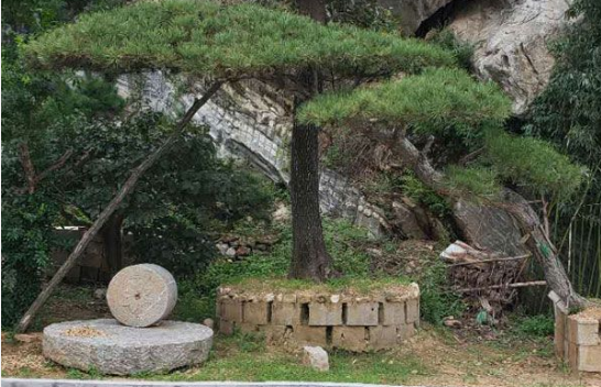 莱芜公园用造型松出售_用的舒心树木盆景-泰安市鼎晟园林绿化工程有限公司