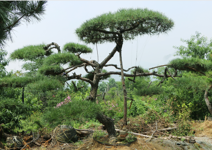 我们推荐泰安造型松种植_造型松供应商相关-泰安市鼎晟园林绿化工程有限公司