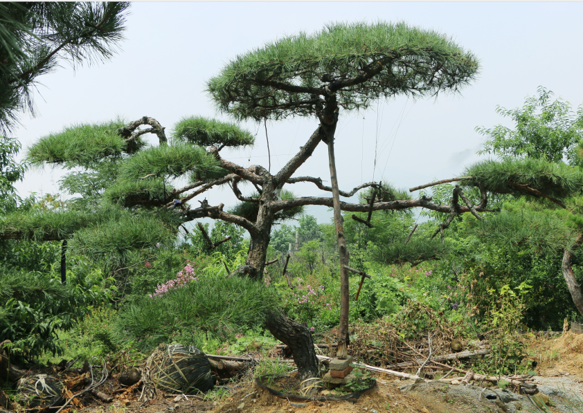 别墅用大型景观松采购_优选树木盆景-泰安市鼎晟园林绿化工程有限公司