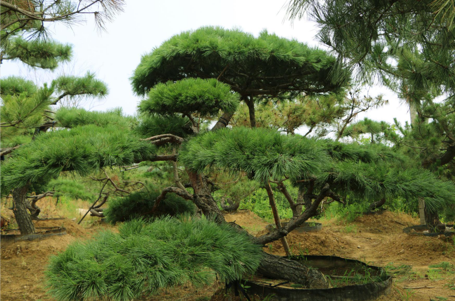 泰山景松批发_树木盆景-泰安市鼎晟园林绿化工程有限公司