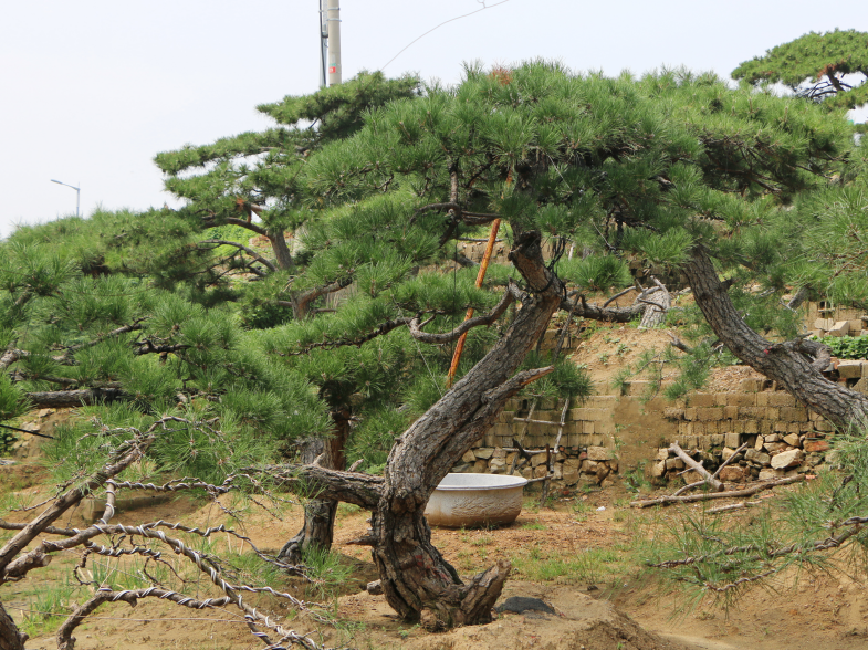 我们推荐造型松_造型松供应商相关-泰安市鼎晟园林绿化工程有限公司