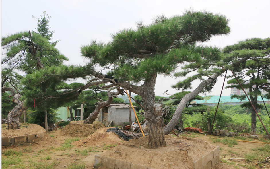 造型松多少钱一棵_树木盆景-泰安市鼎晟园林绿化工程有限公司