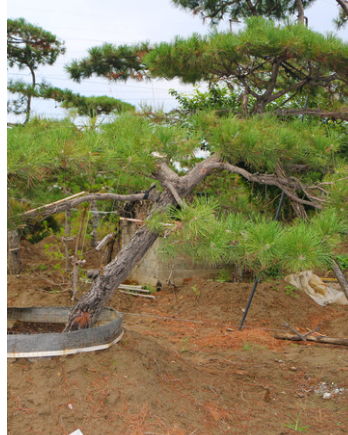 我们推荐平顶松种植_平顶松销售相关-泰安市鼎晟园林绿化工程有限公司