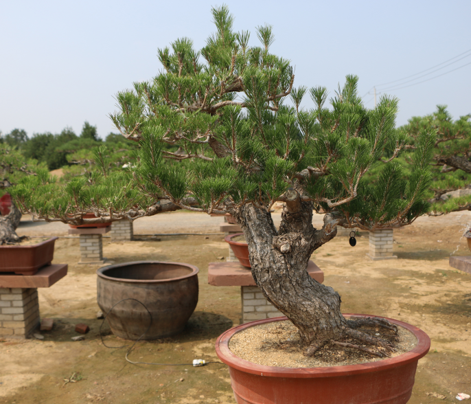 莱芜别墅用平顶松销售电话_树木盆景种植基地-泰安市鼎晟园林绿化工程有限公司