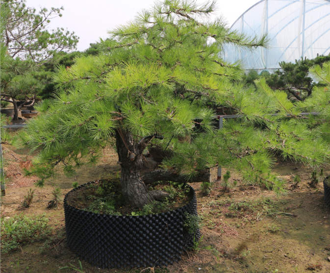 我们推荐泰安油松种植_ 油松供应相关-泰安市鼎晟园林绿化工程有限公司
