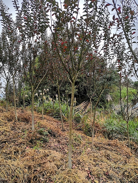 红叶石楠大树图片_常见公司-怀化市美景园林开发有限公司